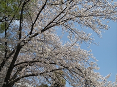 今林公園の桜1