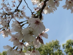 今林公園の桜2