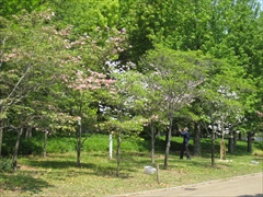 2011年の花水木